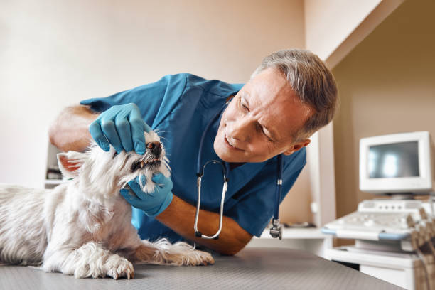 Best Pediatric Emergency Dentist in Baxter Springs, KS